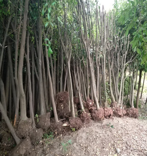 投資公司按時(shí)完成苗木清移