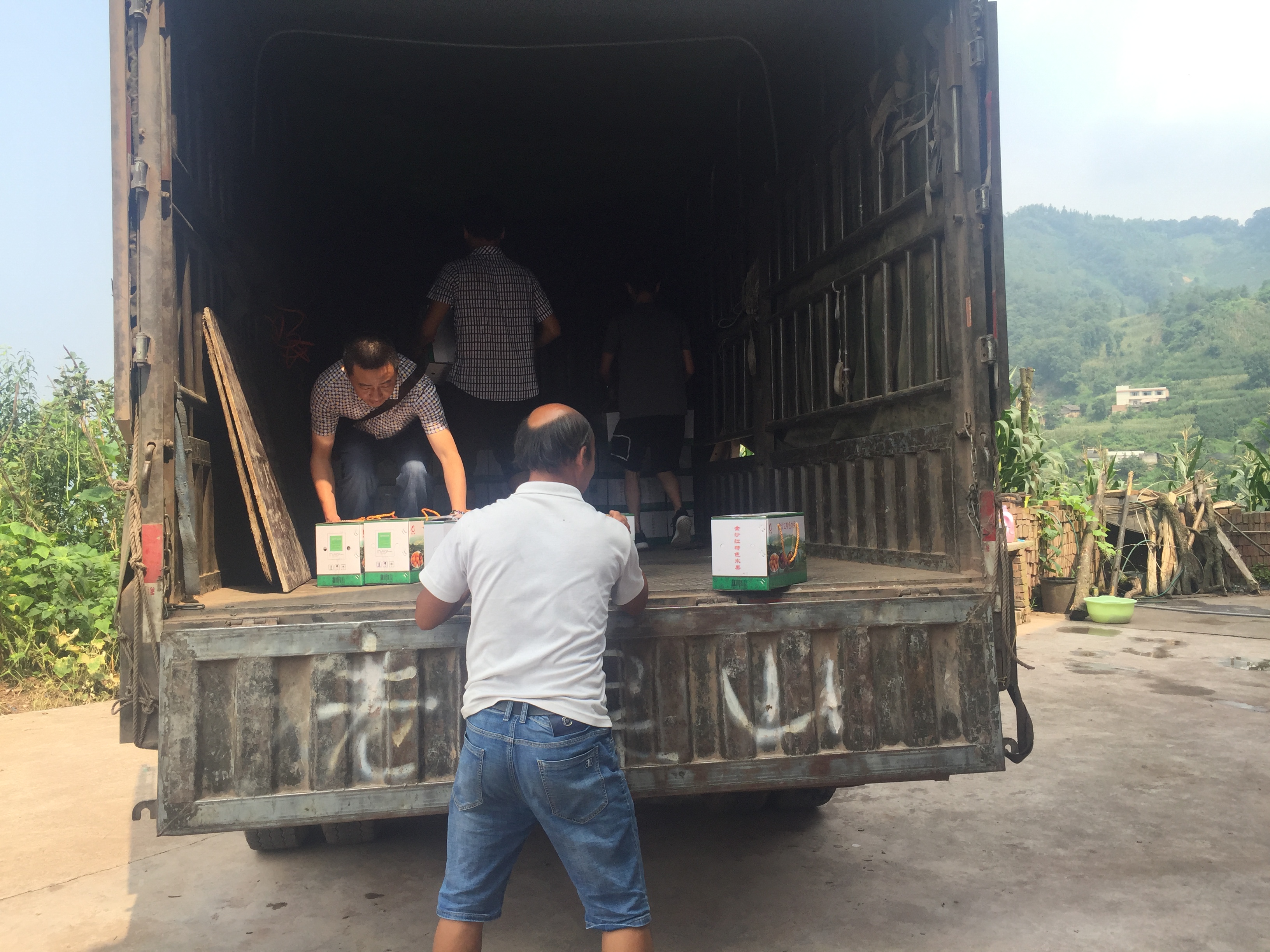 集團(tuán)公司：愛心義購滯銷李  助力精準(zhǔn)扶貧